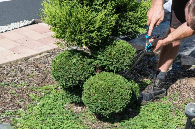 La taille des arbustes fa&ccedil;onne durablement les espaces verts pr&egrave;s de Lons-le-Saunier